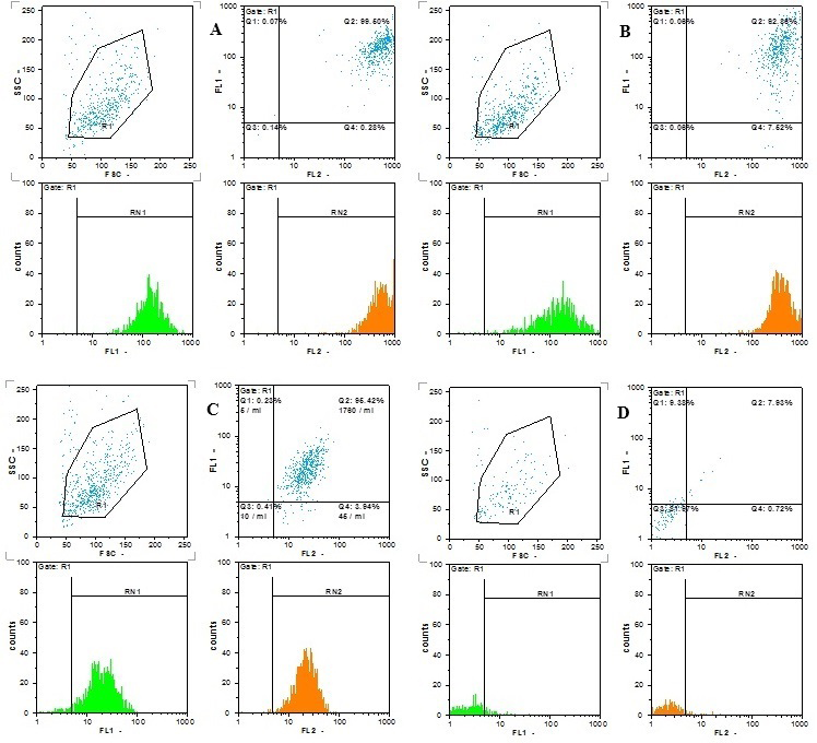 Figure 2: Expression of cell surface markers by flow cytometry of MSCs. Figures representing the profile of adipose derived- MSC samples analyzed took by flow cytometry in the third passage, measuring the cell surface markers CD90 (A), CD44 (B), CD105 (C), and CD34 (D). MSCs were positive for CD90, CD44 and CD105, were negative for CD34.