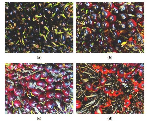 Figure 5: Oil palm FFB images for four ripeness categories: (a) Unripe (b) Underripe (c) Ripe (d) Overripe.