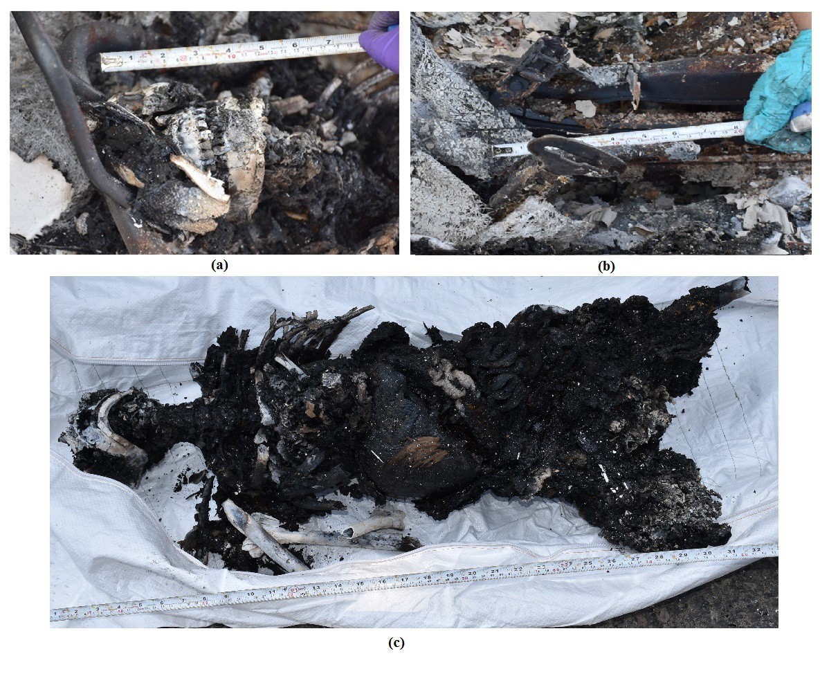 Figure 2: Illustrates (A) Jaw-Line with Teeth in Upward Condition, (B) Metallic Remnants of Hand-Brake and Seat Belt of Driver’s Seat, (C) Charred Human Remains Recovered from Vehicle.