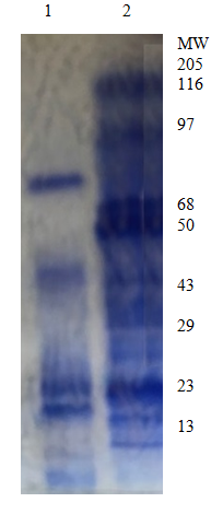 Figure 3: The fraction 5 presented the most expressive result and was repurified and resulted 12 fractions obtained from acetonitrile filtrate on HPLC with semi-preparative column showed satisfactory results with the fraction P5 <30. 2nd step: Gradient of 20-75% of B in 45 min 1mL/min.