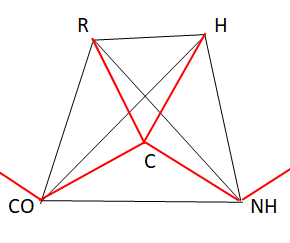 Figure 2: The structure of the residuum of the molecule amino acid.