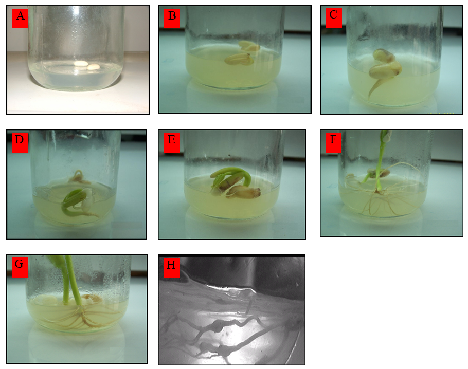 Figure 1: The developmental plant stages of common bean cv. Paulista on M.S. med. A: Seeds on M.S media; B: Seed swelling; C: Radical appearance; D: Cotyledon leaf appearance; E: Cotyledon leaf appearance; F: Seedlings; H: Galls on the root Some recent examples of direct organogenesis may be found in the literature [10]. Until now several types of cells, tissues and organs (cotyledonary nodes, embryonic axes, auxiliary shoots, cotyledon with split embryo axis, internodes, hypocotyls, leaves, leaf petioles or intact seedlings) have been used to induce the regeneration pathways [1,12,19]. Cotyledons with part of the embryonic axis as explained have been used to regenerate whole plants [20]. These protocols are very efficient.