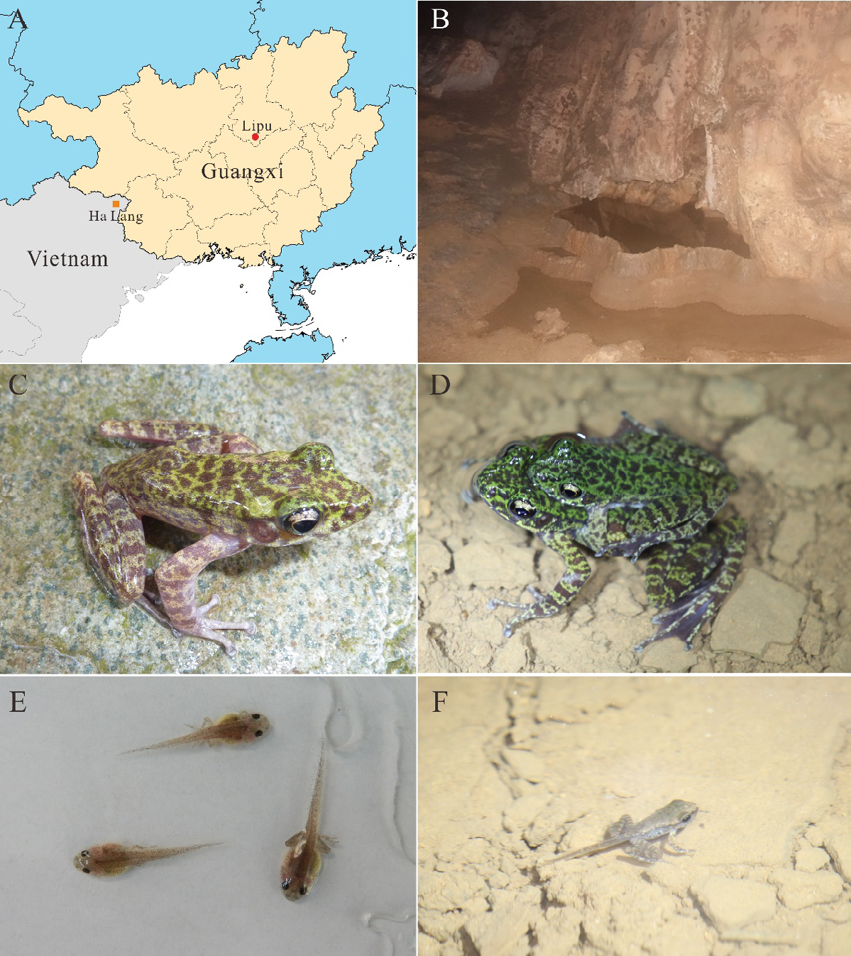 Figure 1: (A) Distributions, (B) habitat, (C) adult male, (D) amplexus, (E) tadpoles at 39th stage, and (F) tadpole at 43rd stage.