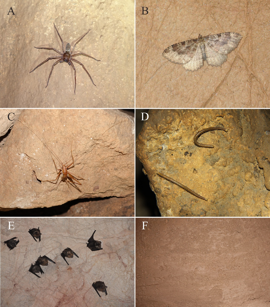 Figure 3: Prey and predator of O. lipuensis. A Sinopoda sp., B Triphosa sp., C Diestrammena sp., D Glyphiulus sp., E Myotis chinensis, and F Footprints of animals.