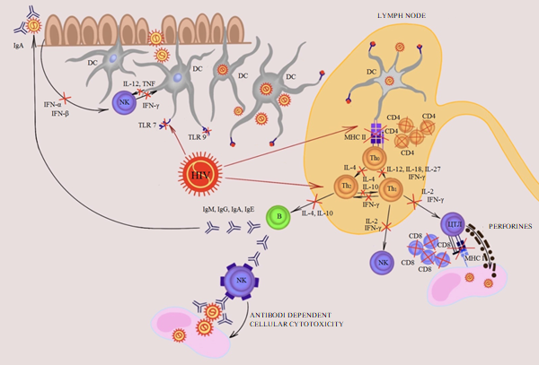Figure 1: Cell-mediated immune response in HIV-HPV coinfection.