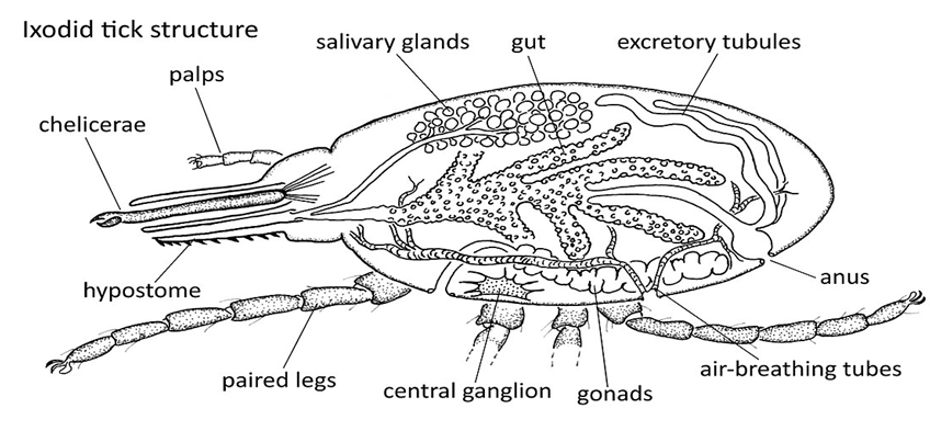 Figure 1: Anatomy of Ixodidae tick showing the major organs, legs, and feeding apparatus. This image is licensed under creative commons attribution.