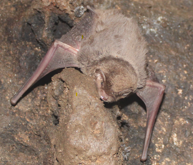 Figure 3: _Macaca_ _sylvanus_ (Primate).