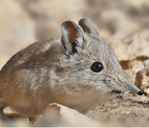 Figure 4: _Atlantoxerus getulus_ (Rodentia).