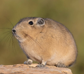 Figure 6: _Petrostaltor rozeti_ (Macroscelidae).