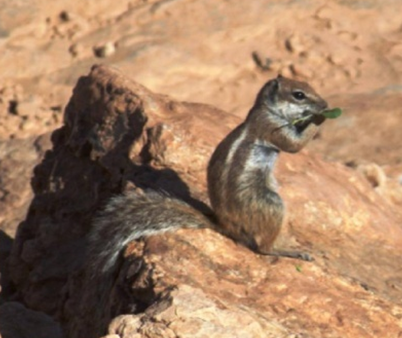 Figure 7: _Ctenocdactylus gundi_ (Rodentia). (Photos: 1,2: Mourad Ahmim; 3 : Aissa Moali; 4: Tarek Messaoudi; 5,6: Algeria wildlife watching association).