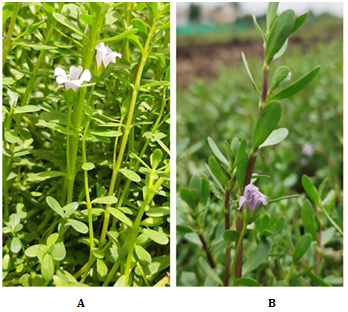 Figure 1: Morphological diverse accessions of Jal Brahmi. A and B depict DBM-4 and DBM-12 accession respectively. These accessions are different in morphology, stem color, and floral color.
