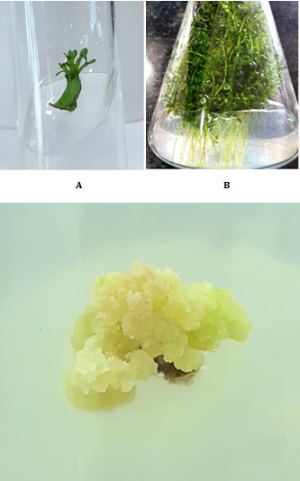 Figure 2: In-vitro response of DBM-4 accession. A represents the initiation of direct shoot organogenesis from leaf explant in basal MS media. B represents in-vitro plantlets in DBM-4 having shoots and roots.