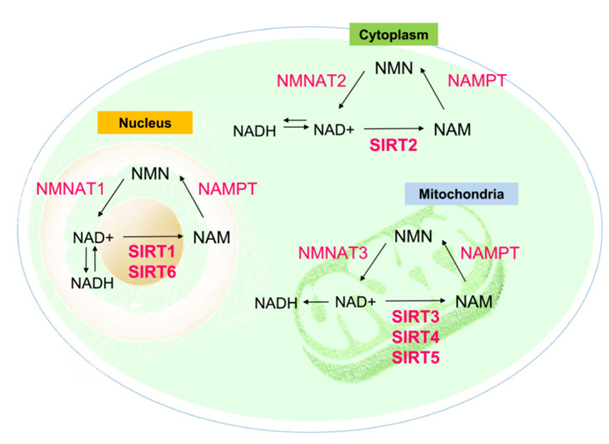 Figure 1: Courtesy ref no-31-Roles of SIRT1‐7 in sensing intracellular oxidative stress via modulating the NAD+/ NADH ratio in different cell organelles. NAD+, oxidative nicotinamide adenine dinucleotide; NADH, reduced nicotinamide adenine dinucleotide; NAM, nicotinamide; NAMAT1,2,3, nicotinamide mononucleotide adenylyl transferase 1,2,3; NAMPT, nicotinamide phosphoribosyl transferase; NMN, nicotinamide mononucleotide.