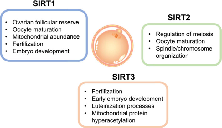 Figure 2: Courtesy ref no-31Roles of SIRT signaling pathways in regulating oocyte quality. The evidence of SIRT signaling pathway in regulating oocyte quality have been demonstrated in SIRT1, 2, and 3.