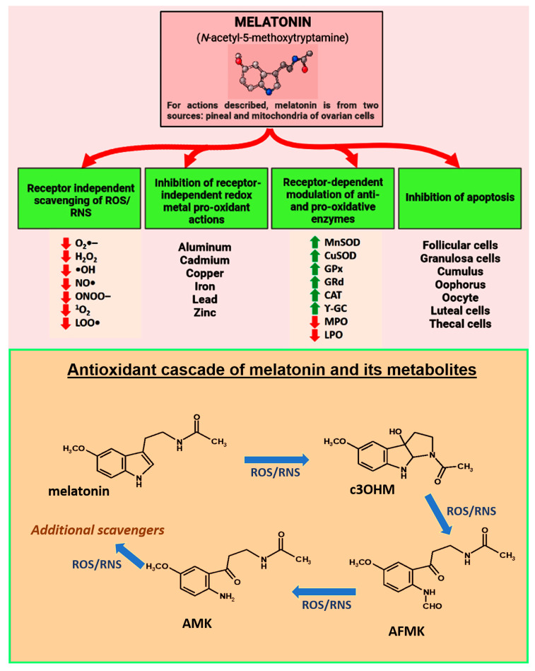 Figure 5: Courtesy ref no92-melatonin which is nocturnally generated by pineal gland and in a non-circadian way by mitochondria of other cells or constituents of ovary is posited to be a key factor in protecting against premature infertility and reproductive finishing. Furthermore publications pointed that melatonin represses or postpones ovarian ageing in animals and lowers the frequency of infertility in humans. Regarding the protective actions of melatonin against reproductive collapse this figure summarizes multiple receptor independent andreceptor dependent events which interfere with in particular Oxidative stress mediated ovarian deterioration and the key cells undergoing apoptosis along with directly foraging ROS/RNS and indirectly lowering Oxidative damage by upregulating antioxidant enzymes or along with down regulating prooxidant enzymes. Melatonin binds redox reactive transition metal ions to limit Heber Weiss and Fenton reaction a, thus decreasing the generation of v toxic hydroxyl (OH) radicals. Red arrow point’s inhibitor; green point’s stimulator. Bottom part represents what is acknowledged as melatonin ‘s antioxidant cascade as a radical forager .Thus not only is melatonin a direct radical forager but indirectly via its metabolites as well.-cyclic 3OHmol (3OHM);N-acetyl-Normyl 5 methoxy kynuramine (AFMK); N-acetyl-5 methoxy kynuramine (AMK); and probably others. Furthermore metabolites are more effective in contrast to melatonin itself regarding ROS/RNS.ROS/ RNS-Reactive oxygen species/ Reactive nitrogen species.