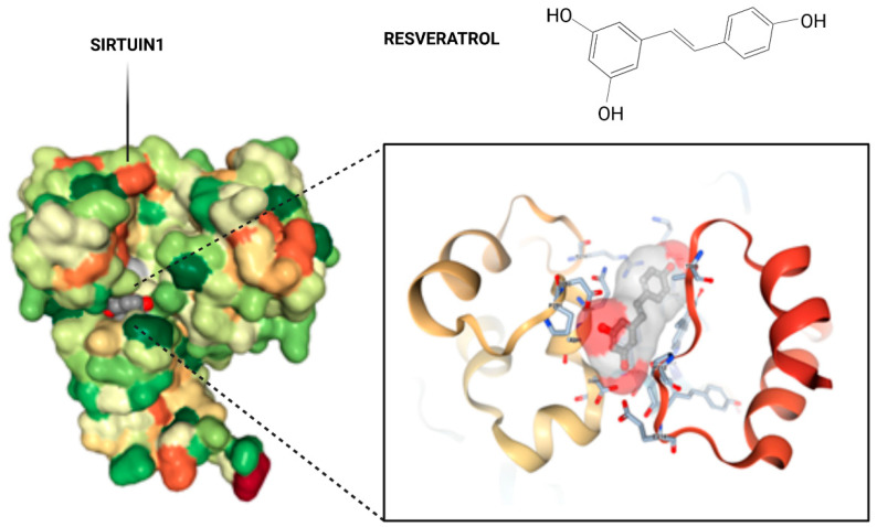 Figure 7: Courtesy ref no-100-Crystal structure of Sirt1 in complex with resveratrol. The overall structure of SIRT1 with the protein domains and the catalytical core of the protein in magnification in amino acid structure binding to resveratrol. A pair of SIRT1 residues involved in inter domain interactions are shown in a stick model, with hydrogen bonds.