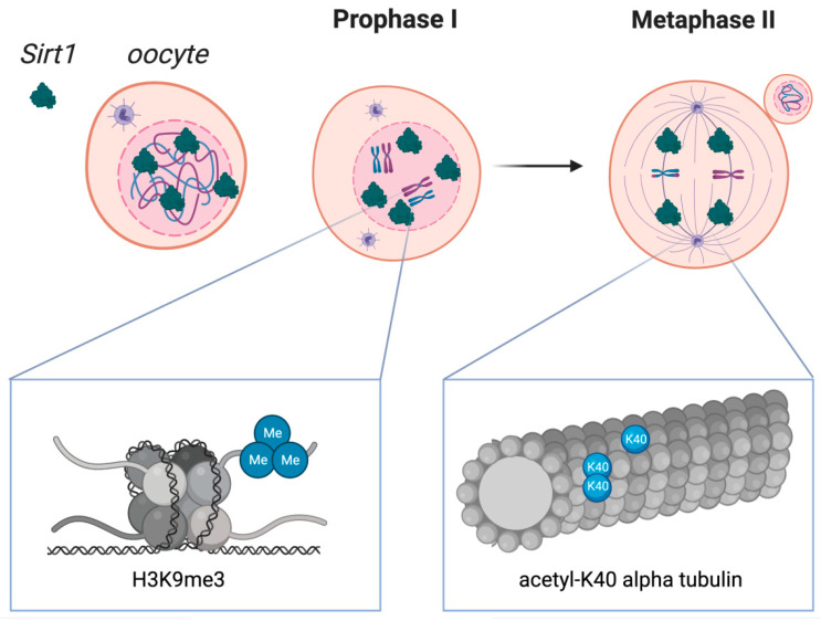 Figure 8: Courtesy ref no-100-Sirtuin 1 distribution in oocytes during crucial stages of the first and second meiotic diviScheme 1. Localization in oocytes at prophase I and at metaphase II. SIRT1 is mainly expressed in prophase I-arrested oocytes at nuclear localization and on the spindle in metaphase II oocytes. Molecular functions of Sirtuin 1 during meiotic divisions are shown at a chromatin level (left box) and at the spindle formation level (right box). Heterochromatin formation with possible impact on chromosome compaction, gene silencing, and DNA damage repair signaling have been reported upon SIRT1, which has shown to promote the H3K9me3 deposition, as depicted in the left zoomed-in box. As shown in the right zoomed-in box, SIRT1 also regulates the acetylation of α-tubulin, therefore influencing the formation of acetyl K-40 α-tubulin and suggesting an impact during spindle alignment.
