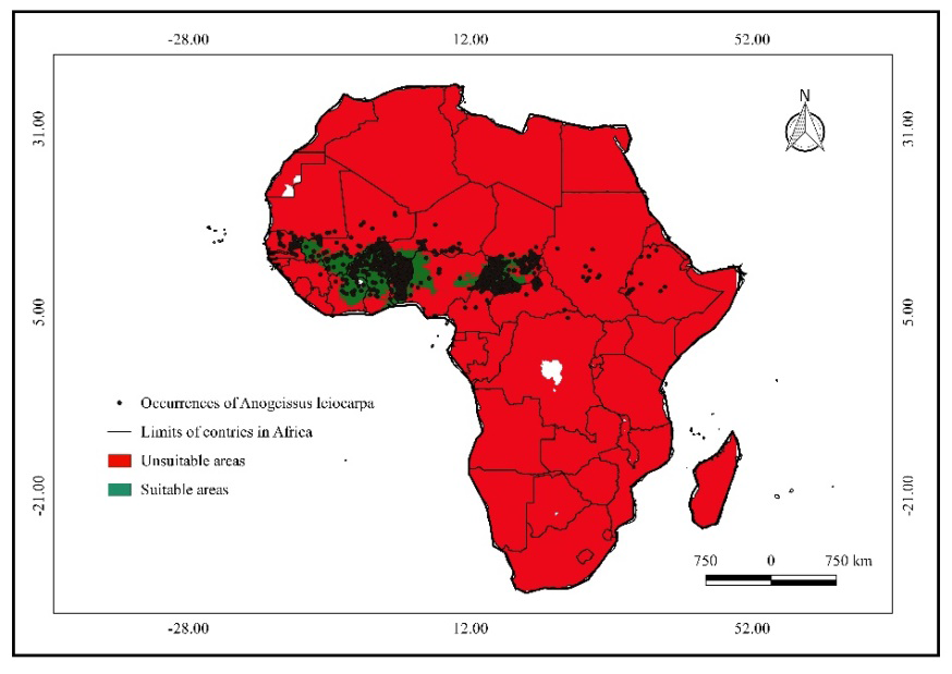 Figure 6: Projection of the spatial distribution of Anogeissus leiocarpa at the present with Maxent: a) in Africa; (b) in Benin.