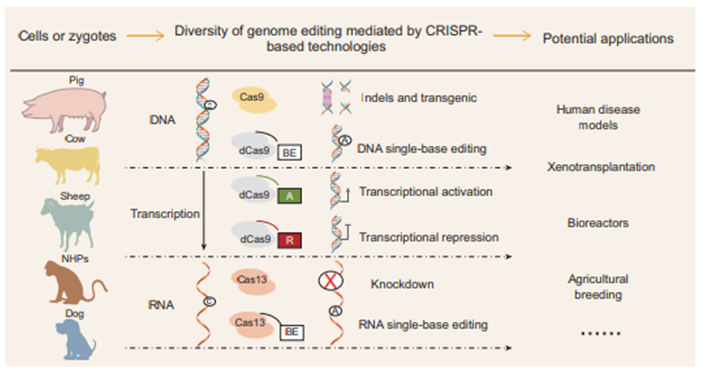 Figure 1: Applications of CRISPR/CAS system in large animals.