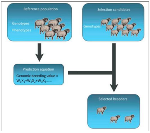Figure 3: Genomic selection in sheep.