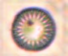 Figure 3: Cyclotella.