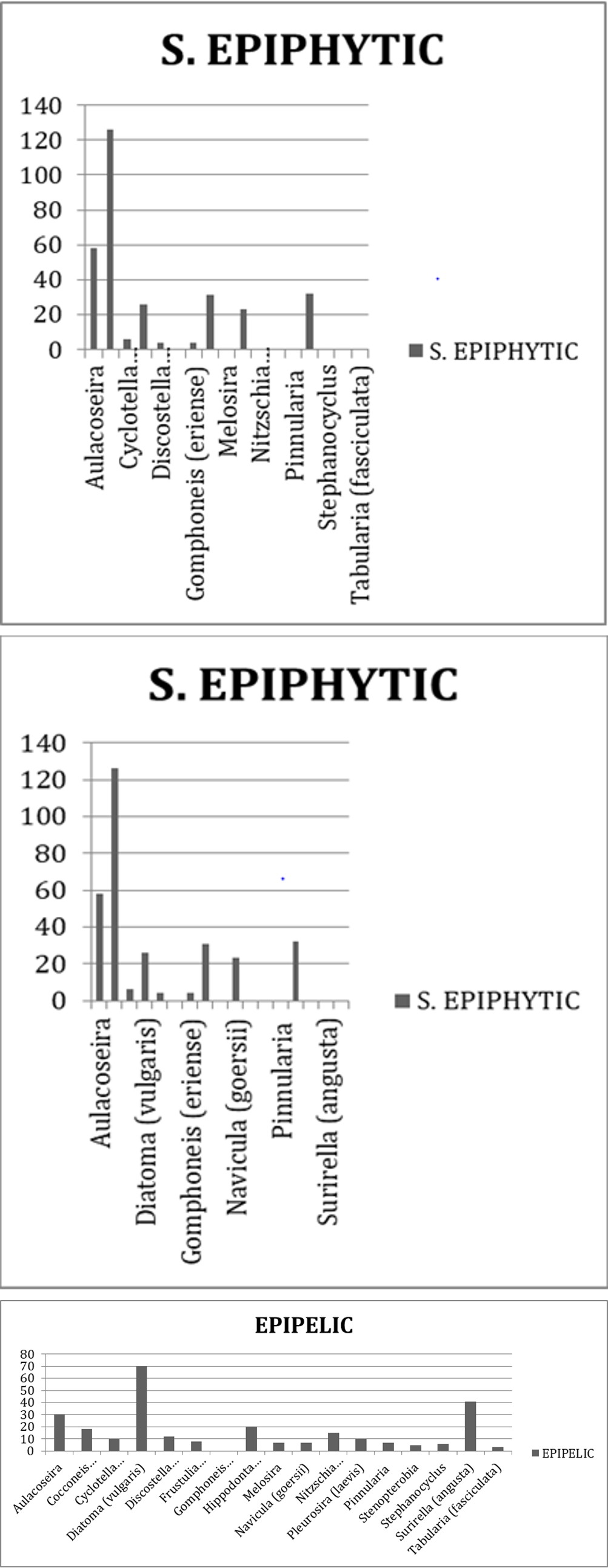 Figure 7: Gomphoneis.