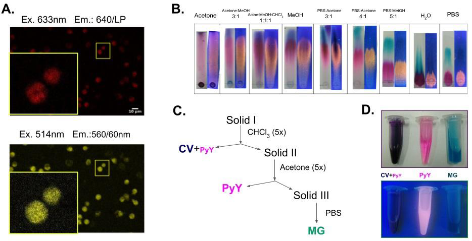 Figure 1: Obtention of Pyronin Y from a commercial mixture. A. Confocal laser scanning micrographs (LSCM) of human PMNs fixed (2% PFA) and labeled with a 1/1000 dilution of the aqueous fraction of a liquid-liquid (1:1 H2O:CHCl3) extraction of commercial reagent. The upper micrograph shows the characteristic fluorescence of Methyl Green (excited at 633nm and detected at 650nm with a long pass filter) while the lower micrograph shows a fluorescent signal consistent with that of Pyronin Y (excited at 514nm and detected with a 560/60nm band pass filter). B. Chromatographic behavior of the commercial reagent (Gurr’s Certistain, Lyon et al. 1987) when run with different solvent systems. C. A solid-liquid extraction sequence was developed to obtain pure Pyronin Y (PyY fraction) and Methyl Green (MG fraction). For further details, please refer to the appendix section. D. The purification fractions are shown illuminated under white light (top) and black light (bottom).