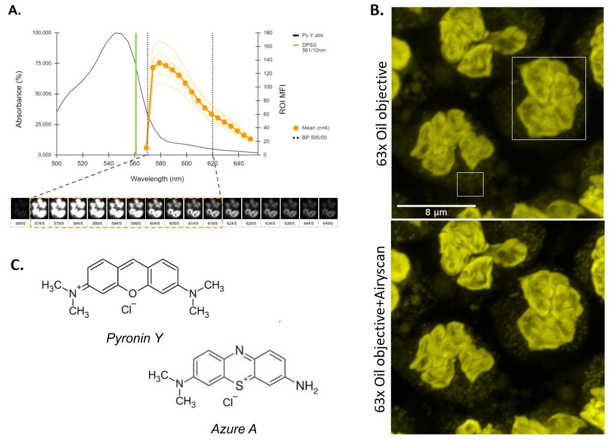 Figure 3: Image acquisition setting of human PMN stained with Pyronin Y. A. Absorption in the visible of Pyronin Y together with the emission spectrum obtained under the 𝜆-stack modality (scanning range 564-654nm, step 5nm) for spectral analysis of the fluorescence (n=6) using the DPSS 561-10nm laser at 0.2% power as excitation source. This allowed defining an optimal detection band (BP 595/50nm). B. Comparative image analysis of fixed PMNs (PFA 2%) using the excitation-detection conditions established in A. The upper micrograph is a z-axis projection of maximum fluorescence intensities (z-stack) obtained at the limit of optical resolution (Objective 63x, NA 1.4, oil immersion). The lower micrograph was acquired and processed in AiryScan® (Zeiss) super-resolution mode, which translates into an effective magnification of 1.7X over the effective optical resolution. A representative example of n=4 is presented. C. Structural similarity between two xanthene dyes: Pyronin Y and Azure A. The pharmacophore comparison is pertinent given the apparent affinity of Pyronin Y for the azurophilic granules of PMNs as shown in B.