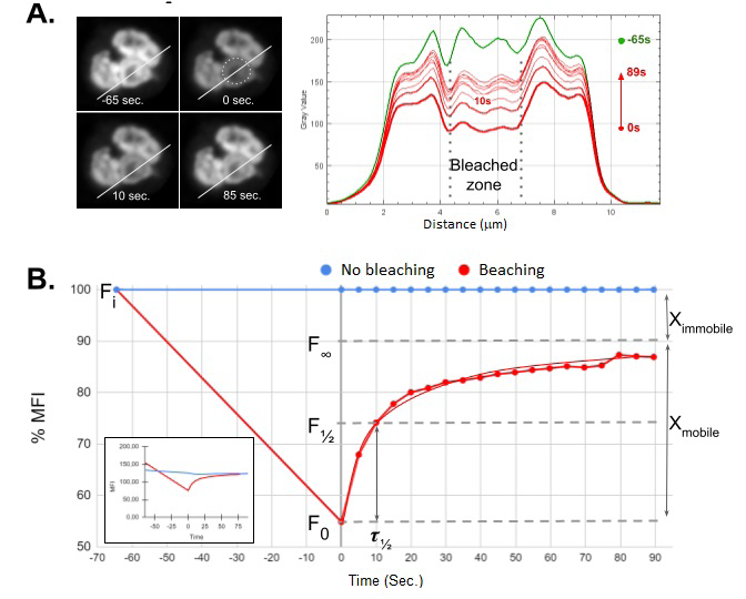 Figure 5: Photostability and FRAP analysis of Pyronin Y bound to human PMN nuclei. A. Fluorescent intensity profile of a transect (white line, 1pxl x 12𝜇m) before (-65 seconds, upper left image, green curve) and after irradiation (upper right image, area within dotted circumference ⌀ 2.5𝜇m) with 440nm pulsed diode laser at maximum power (red curves). After photobleaching, only a 50% reduction in the average initial emission of the irradiated area is observed (Fi=200±35 a.u. vs Fo=98±18 a.u). B. FRAP analysis of a representative experiment. Inset, raw data. The results show a rapid post-photobleaching recovery rate (𝜏½=10’’), which could explain the relatively low photobleaching efficiency observed in A. A representative experiment out of 12 performed is presented.