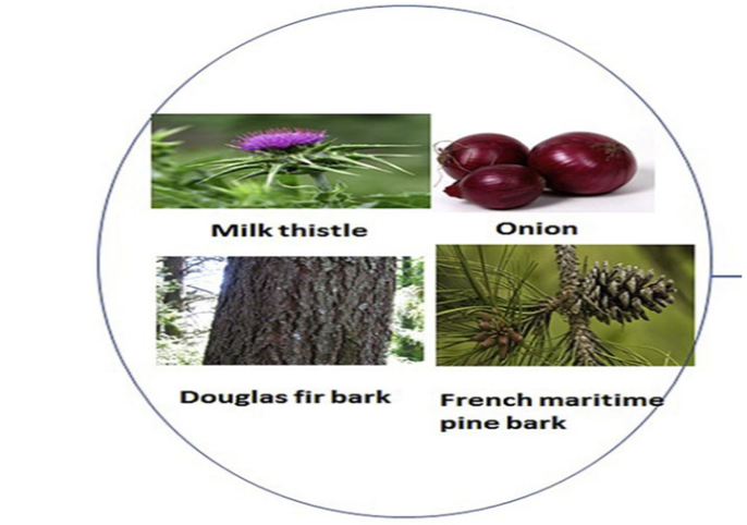 Figure 1: Sources of Taxifolin.