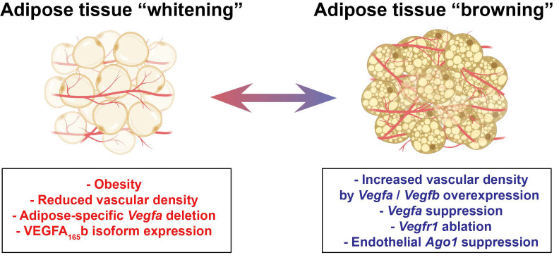 Figure 4: Endothelial regulation of adipose tissue (AT) phenotype. Factors such as diet-induced obesity reduced vascular density due to a loss of Vegfa or an increase in the anti-angiogenic is of orm VEGFA165b may cause whitening of AT. On the other hand, increased vascular density due to Vegfa or Vegfb overexpression or Vegfr1 ablation] can induce browning of WAT in mice. Interestingly, the suppression of Vegfa expression in mice also led to a browning phenotype in WAT, suggesting that further studies are required to conclude the exact role of VEGFA in this phenomenon. Recently, endothelial protein argonaute-1 (AGO1) suppression was also shown to increase vascular density and AT browning.