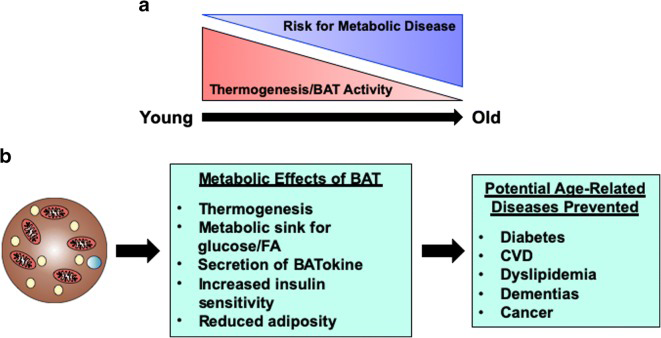 Figure 5: Courtesy ref no -67-Brown adipose tissue and aging. (A) Brown adipose tissue (BAT) mass and activity decreases throughout life. This decrease is associated with an increased risk of developing metabolic syndrome, especially in the post menopause and post-andropause life stages. (B) BAT has major metabolic functions including thermogenesis, secreting batokines, and acting as a metabolic sink for glucose and lipids. BAT reduces obesity and increases insulin sensitivity, which help prevent age-related diseases such as diabetes, dementias, and CVD. Thus, BAT may potentially be a therapeutic option to treat aging, as well as treating obesity.