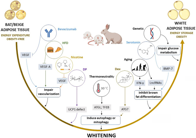 Figure 6: Coutesy Summary of the proposed mechanisms by which multiple factors induce the whitening of brown (BAT) and beige adipose tissue. Factors such as high fat diet (HFD), bevacizumab, and nicotine induce the whitening by suppressing pro-angiogenic cytokines such as VEGF and VEGF-A, which inhibit angiogenesis and impair vascularization in BAT and beige adipose tissue, whereas thermoneutral zone and dexamethasone (Dex) exposure increase ATG7 and TFEB, which stimulate autophagy or mitophagy. Other factors such as aging, and elevated serotonin induce BAT/beige adipose tissue whitening by increasing INF-γ, and LncRNAs, and decreasing BMP-7, which in turn inhibits brown adipocyte differentiation. Moreover, dechlorane plus (DP) contributes to whitening in part by inhibiting UCP1 expression. ATG7, autophagy-related 7; LncRNAs, long non-coding RNAs;BMP-7, bone morphogenetic protein 7; BTG1, B cell translocation gene 1; IFN-g, interferon-gamma; UCP1, uncoupling protein 1; TFEB, transcription factor EB; VEGF, vascular endothelial growth factor [13].