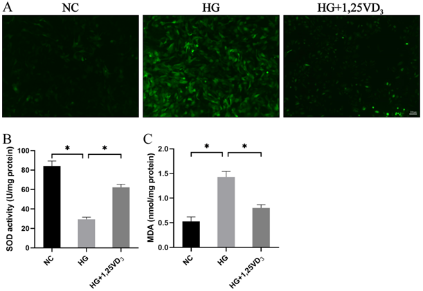 Figure 5: 1,25VD3 inhibited the oxidative status of osteoblasts in high glucose environment. (A)Representative DCFH-DA staining images (scale bar: 100 μm); (B) SOD activity of osteoblasts with different treatments; (C) MDA levels of osteoblasts with different treatments, n = 3/group, *P < 0.05, data are presented as mean ± SD.