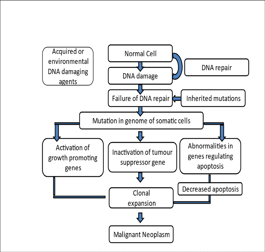 Figure 1: Flowchart of genetic mutation.