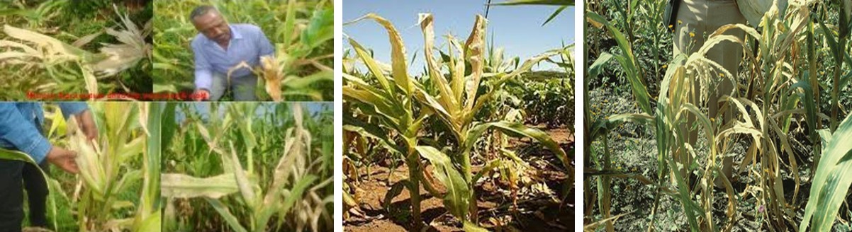 Figure 2: Symptoms of MLND disease in maize.
