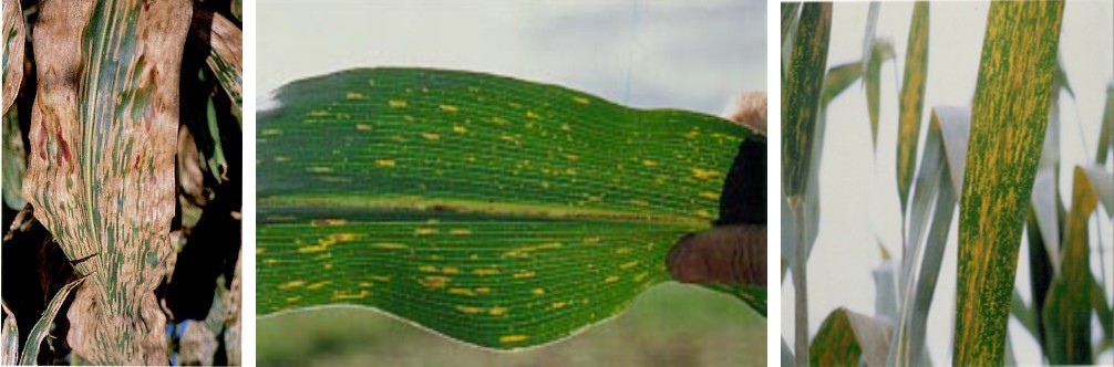 Figure 3: Symptoms of gray leaf spot maize disease.