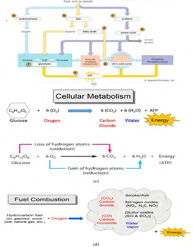 Figure 19: The breakdown chemical reaction equation of glucose is C6H12O6 + 6O2 --> 6CO2 + 6H2O, where 2870 kilojoules of energy are released for each mole of glucose that’s metabolized. “Although this equation does describe the overall process, its simplicity is deceptive, because it conceals all the details of what’s really taking place. Glucose isn’t metabolized in a single step. Instead, the cell breaks glucose down in a series of small steps, each of which releases energy [54]. The water and carbon dioxide are expired (given off) by humans and animals.