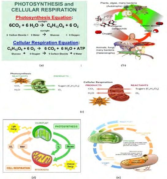 Figure 21: Presents the photosynthesis and celluar respiration equations and cycle [56-58].