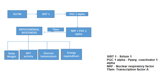 Figure 16: Obesity Activity
