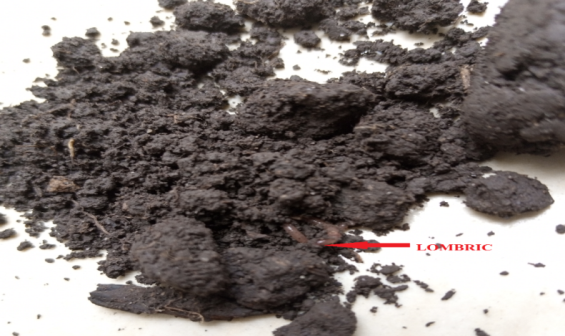 Figure 3: Lombric in subsample from core soil sample before trial 1.