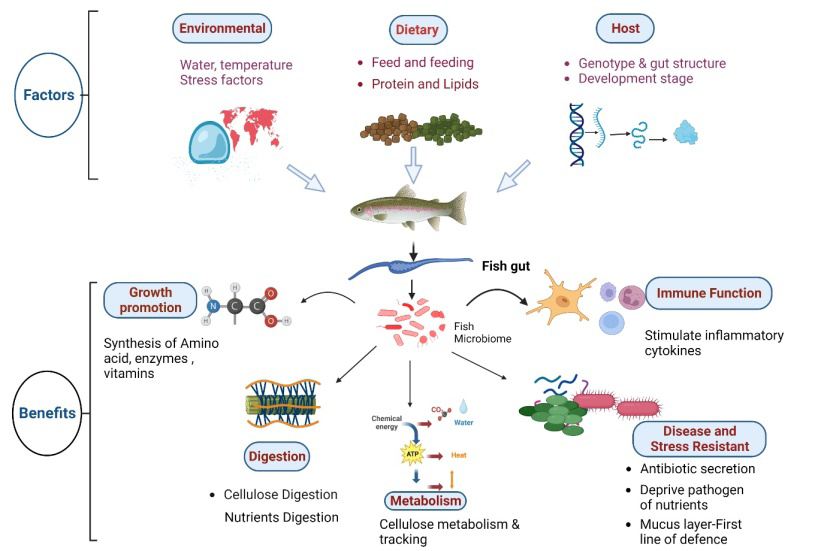 Figure 1: The gut microbiota’s physiological impact on the host fish is perceived through a number of interactions between metabolic ability and the host metabolism of the gut microbiota. This relationship is defined by the failure of host fish to break down certain components of food, such as xenobiotic compounds or cellulose. These are used as a medium of energy by the host gut microbiota of fish, and the metabolites generated from this are used as an energy source by the fish. Another component that contributes to the physiological effect on the fish gut microbiota is the synthesis or part of the synthesis of an essential supplement like a vitamin [9].