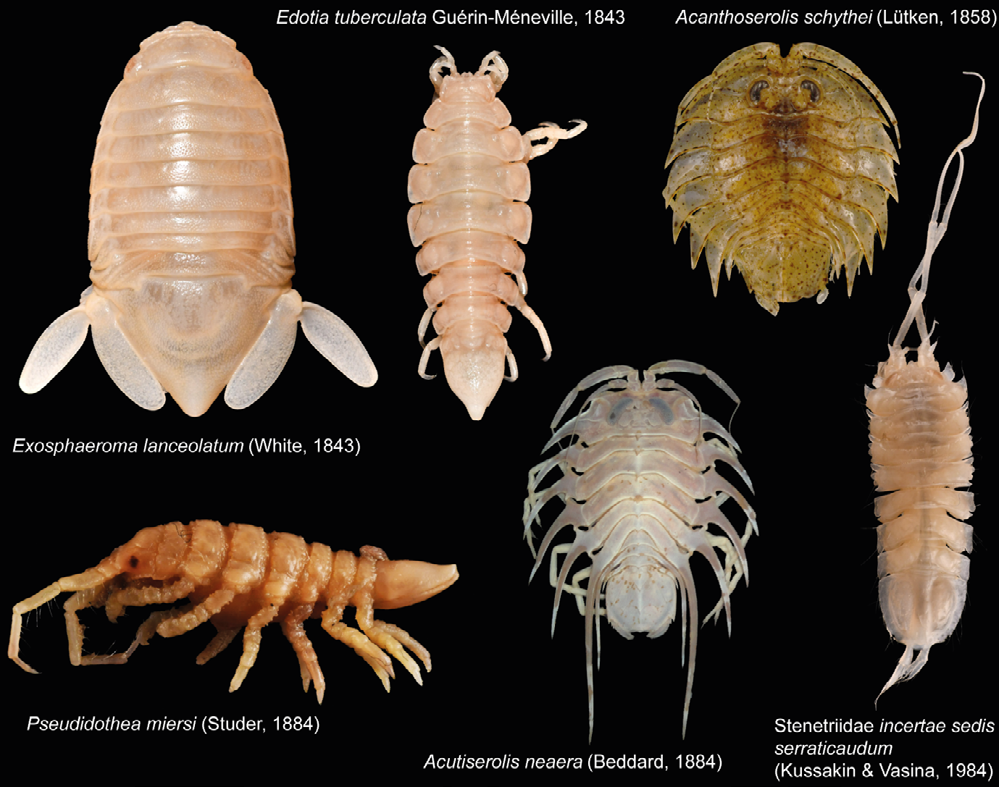 Figure 1: Selected diversity of Isopoda, including some of the first described species from the Southwest Atlantic Ocean. The photographs are not at scale.