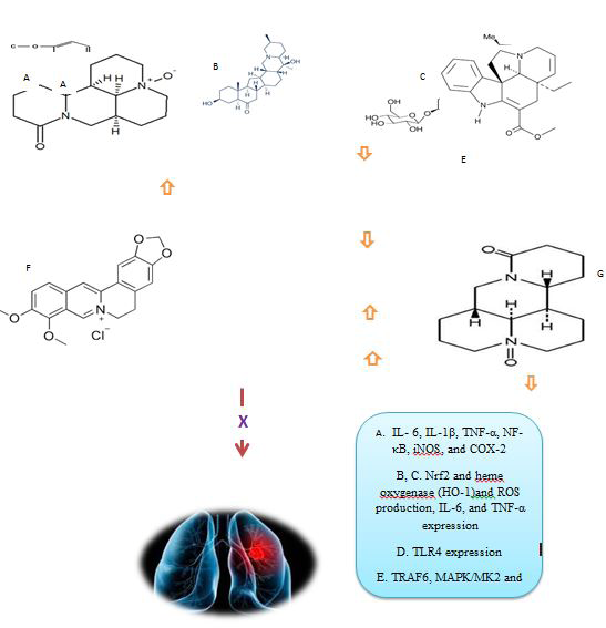 Figure 2: Role of alkaloids as protective markers in lung injury (A: sinomenine; B: imperialine C: imperialine-3-β-D-glucoside; D: quinolizidine; E: tabersonine; F: berberine; G: oxysophoridine).