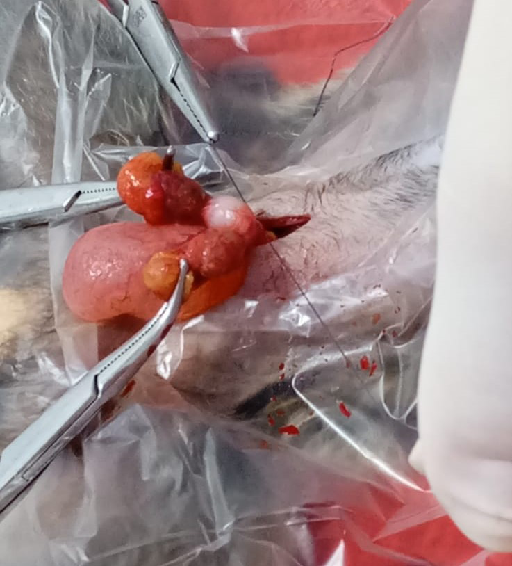 Figure 3: Enlarged uterus and cystic ovaries in a common marmoset.