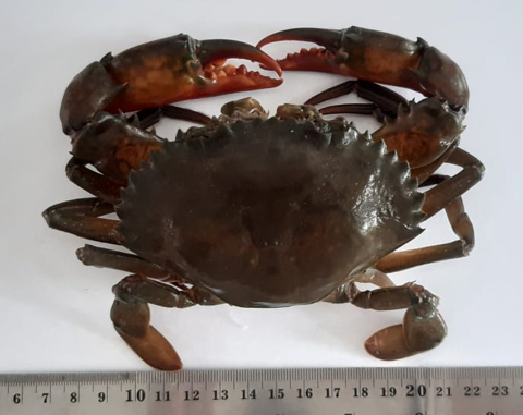 Figure 1: Mangrove Crab (_Scylla_ sp.).