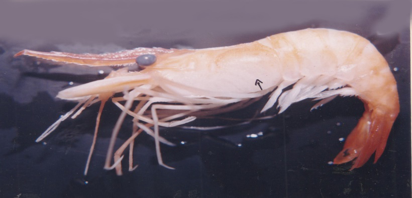 Figure 1: Showing the swollen head disease of Macrobrachium rosenbergii.