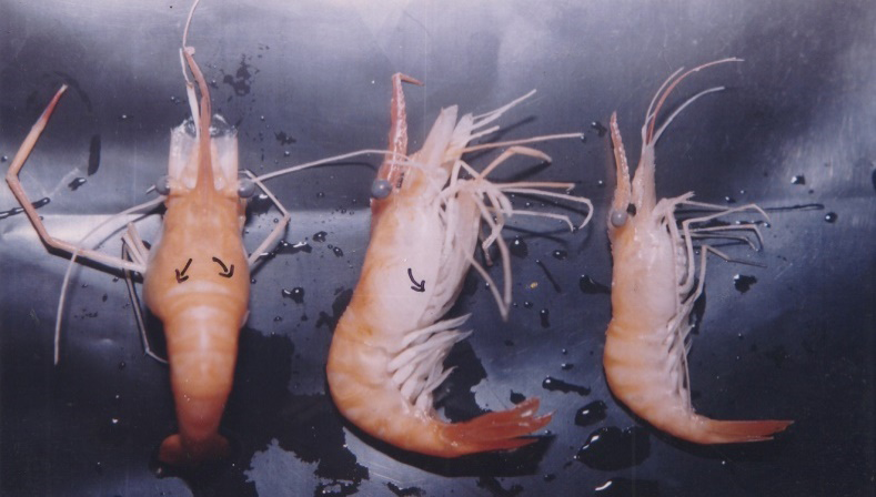 Figure 2: Showing the different view of prawn Macrobrachium rosenbergii attacked with swollen head disease.