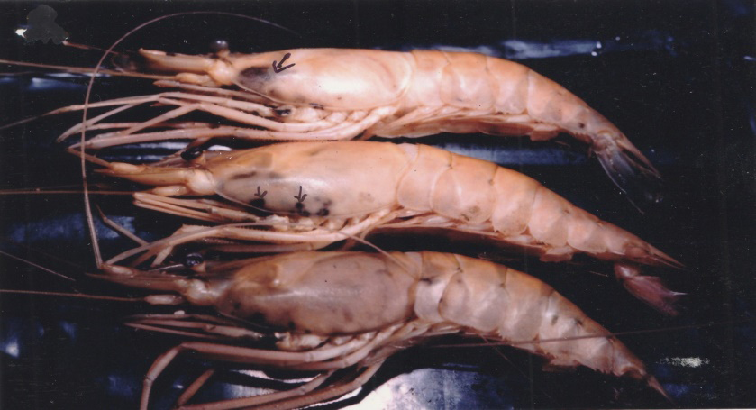 Figure 3: showing the lateral view of prawn Macrobrachium rosenbergii attached with black spot Disease.