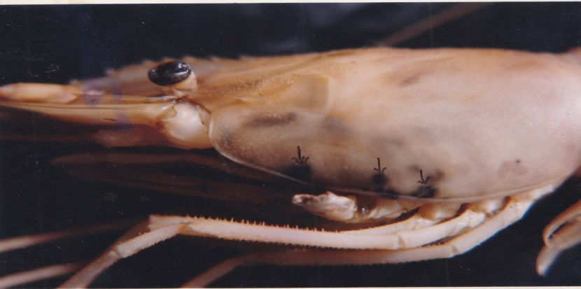 Figure 4: showing the enlarged black pigmented spots on the exoskeleton of cephalothoracic region of the prawn Macrobrachium rosenbergii.